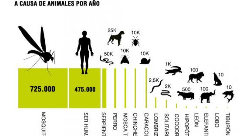 Animales que más muertes causan