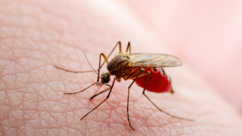 mosquito_malaria